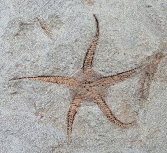 Wide, Ordovician Brittle Star Fossil From Morocco #13954